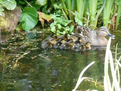11_ducklings_on_pond_May_2024