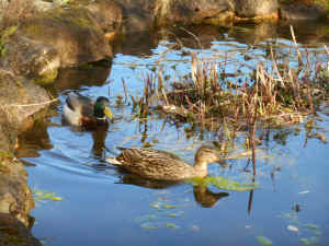 Ducks arrive, March 17th 2026