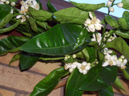 December 2007: grapefruit blossom