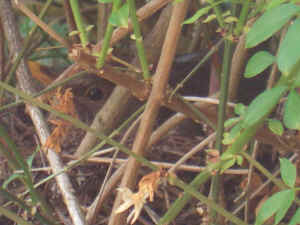 Blackbird, sitting, May 2009 - right outside the kitchen window